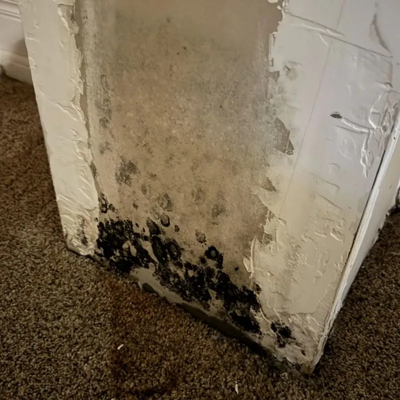 Professional Mold Removal in Carter County, MT